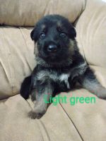 German Shepherd Puppies for sale in Cleveland, TN, USA. price: $800