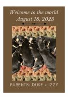 German Shepherd Puppies for sale in Stanardsville, VA 22973, USA. price: $750