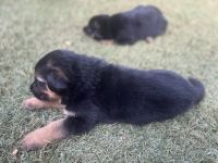 German Shepherd Puppies for sale in 2360 Austin Dr, Charlottesville, VA 22911, USA. price: $2,000