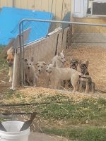 German Shepherd Puppies for sale in Ellis County, TX, USA. price: $450