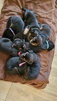 German Shepherd Puppies for sale in Aurora, CO 80013, USA. price: $200