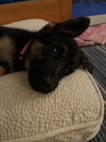 German Shepherd Puppies for sale in Amherst, NY, USA. price: $1,000