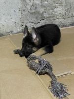 German Shepherd Puppies for sale in Staten Island, NY, USA. price: $650