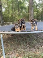 German Shepherd Puppies for sale in Oxford, AL, USA. price: NA