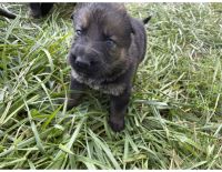 German Shepherd Puppies for sale in Portersville, PA, USA. price: $1,250