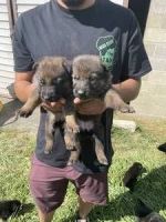 German Shepherd Puppies for sale in Portersville, PA, USA. price: $1,250