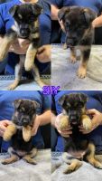 German Shepherd Puppies for sale in Quinlan, TX 75474, USA. price: $600
