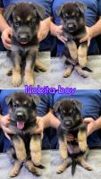 German Shepherd Puppies for sale in Quinlan, TX 75474, USA. price: $600