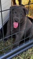 German Shepherd Puppies for sale in Pikeville, TN 37367, USA. price: $800