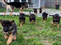 German Shepherd Puppies for sale in 763 Edgewater Dr, Buffalo, NY 14228, USA. price: NA