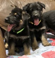 German Shepherd Puppies for sale in Brighton, CO, USA. price: $950