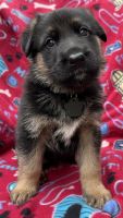 German Shepherd Puppies for sale in Allentown, PA, USA. price: $1,500