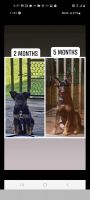German Shepherd Puppies for sale in Bristol, CT 06010, USA. price: $800