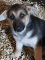 German Shepherd Puppies for sale in Wolcottville, IN, USA. price: $350