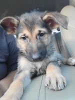 German Shepherd Puppies for sale in Bronx, NY 10472, USA. price: NA