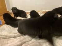 German Shepherd Puppies for sale in Monett, MO 65708, USA. price: $1,500