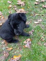 German Shepherd Puppies for sale in Mapleton, PA 17052, USA. price: $550