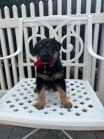 German Shepherd Puppies for sale in Bohemia, NY 11716, USA. price: $1,200