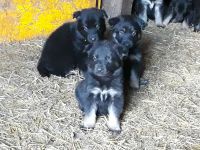 German Shepherd Puppies for sale in 11923 E 300 S, Laotto, IN 46763, USA. price: $500