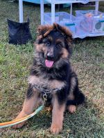 German Shepherd Puppies for sale in Bumpass, VA, USA. price: $1,800