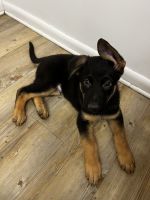German Shepherd Puppies for sale in DINGMANS FRY, PA 18328, USA. price: $1,500