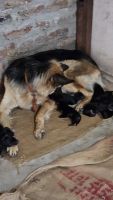 German Shepherd Puppies for sale in Ahmednagar, Maharashtra, India. price: 121,000 INR