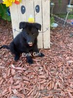 German Shepherd Puppies for sale in West Siloam Springs, OK, USA. price: $650