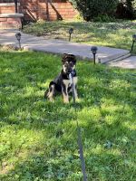 German Shepherd Puppies for sale in Manville, NJ 08835, USA. price: $2,500