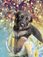German Shepherd Puppies for sale in Glen Allen, VA, USA. price: $1,100