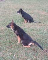German Shepherd Puppies for sale in Gaston County, NC, USA. price: $600