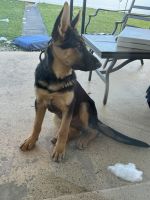 German Shepherd Puppies for sale in Whitehall, PA, USA. price: $1,800