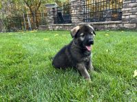 German Shepherd Puppies for sale in Morganville, Marlboro, NJ, USA. price: $1,500