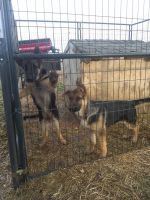 German Shepherd Puppies for sale in Albion, IN 46701, USA. price: $350