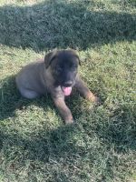 German Shepherd Puppies for sale in Wiley Lewis Rd, Greensboro, NC 27406, USA. price: $300