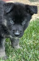 German Shepherd Puppies for sale in Riverside, CA, USA. price: $500