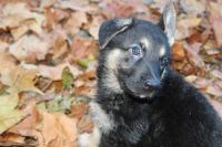 German Shepherd Puppies for sale in Gaithersburg, MD, USA. price: $600