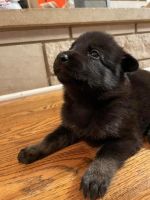 German Shepherd Puppies for sale in Waynesboro, TN 38485, USA. price: $400