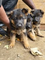 German Shepherd Puppies for sale in Hartford, CT 06114, USA. price: $1,000
