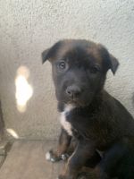 German Shepherd Puppies for sale in Paramount, CA, USA. price: $300