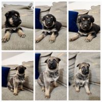 German Shepherd Puppies for sale in Erie, PA, USA. price: $800