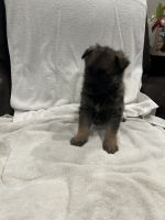 German Shepherd Puppies for sale in Dallas, TX, USA. price: $335