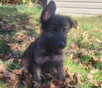 German Shepherd Puppies for sale in Harrisburg, PA, USA. price: $900