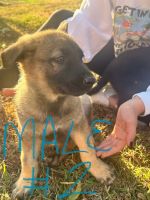 German Shepherd Puppies for sale in Lexington, NC 27292, USA. price: $400