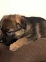 German Shepherd Puppies for sale in Columbia, SC, USA. price: $800