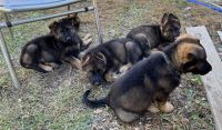 German Shepherd Puppies for sale in 11 Glendale Oaks Ct, Greensboro, NC 27406, USA. price: $900