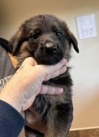 German Shepherd Puppies for sale in Lebanon, PA, USA. price: $1,000