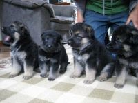 German Shepherd Puppies for sale in Shakopee, MN 55379, USA. price: $500