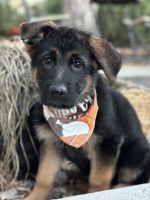 German Shepherd Puppies for sale in Loveland, CO, USA. price: $1,900
