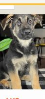 German Shepherd Puppies for sale in 5025 Thompson Rd, Indianapolis, IN 46237, USA. price: $950
