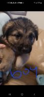 German Shepherd Puppies for sale in Concordia, MO 64020, USA. price: NA